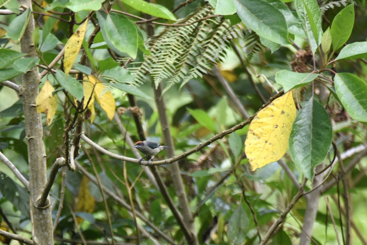 Scrub Tanager - irina shulgina