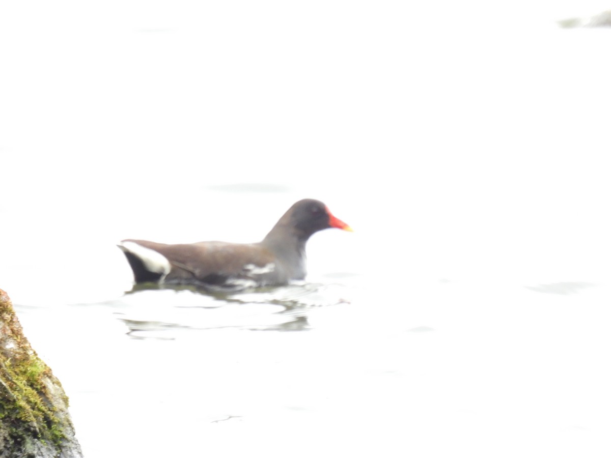 Eurasian Moorhen - Mike Coulson