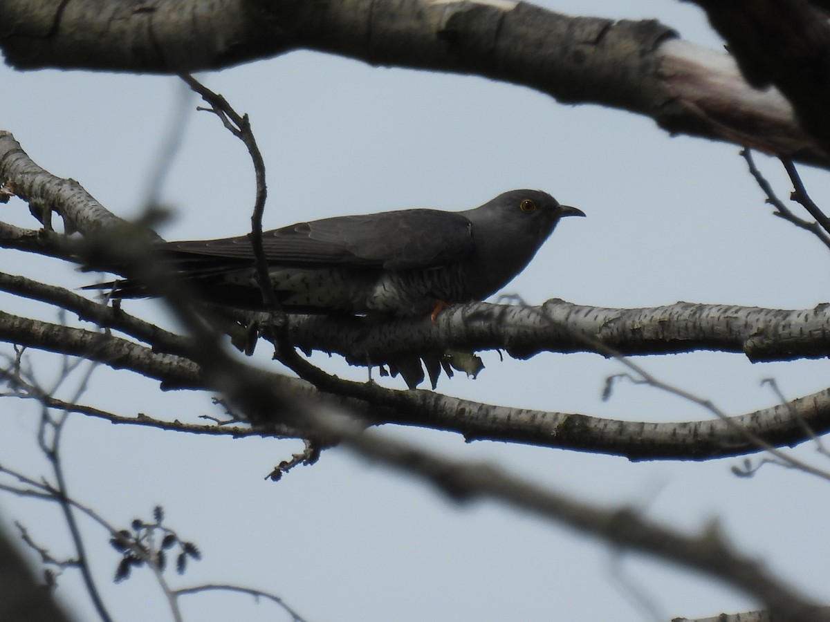 Common Cuckoo - Mike Coulson