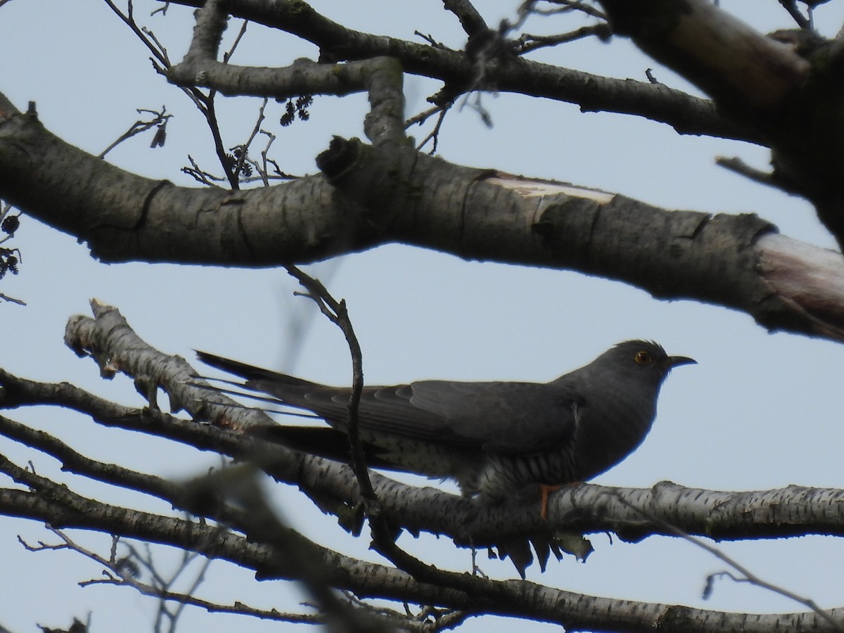 Common Cuckoo - Mike Coulson