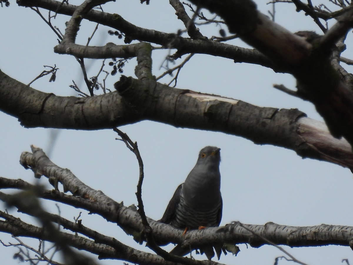 Common Cuckoo - Mike Coulson