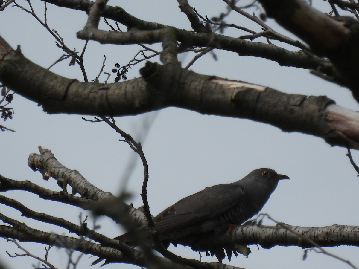 Common Cuckoo - Mike Coulson