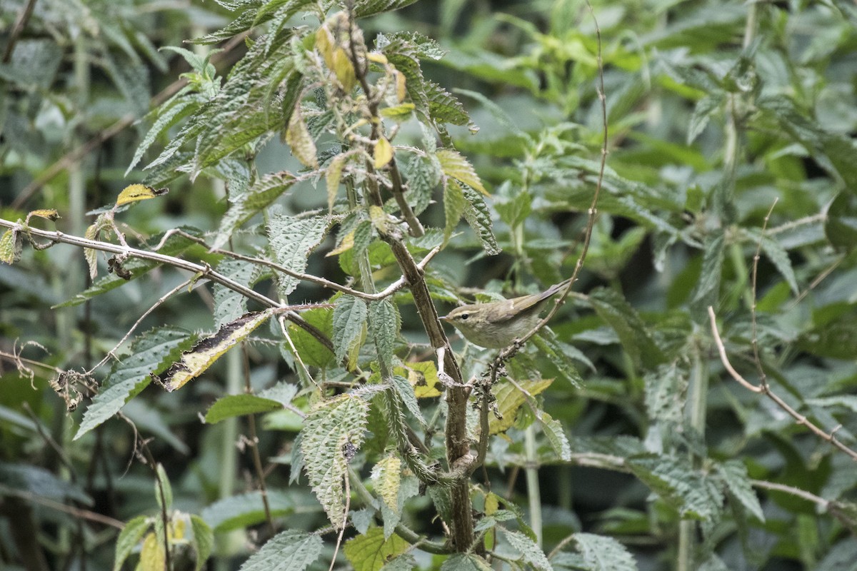 Mosquitero Verdoso - ML619130919