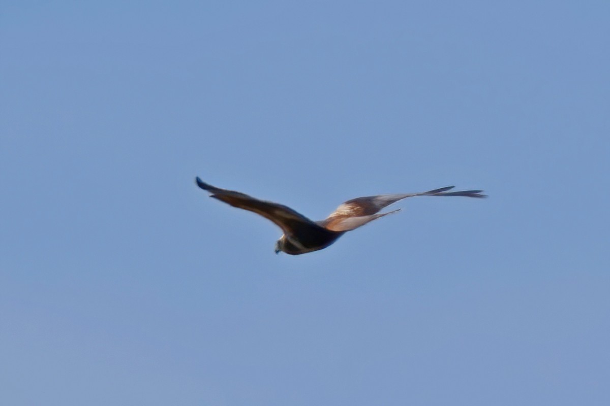 Western Marsh Harrier - ML619130961