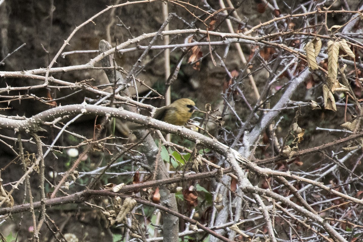 Black-chinned Babbler - Ramesh Shenai