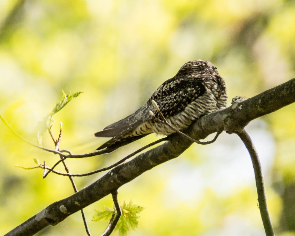 Common Nighthawk - JW  Mills