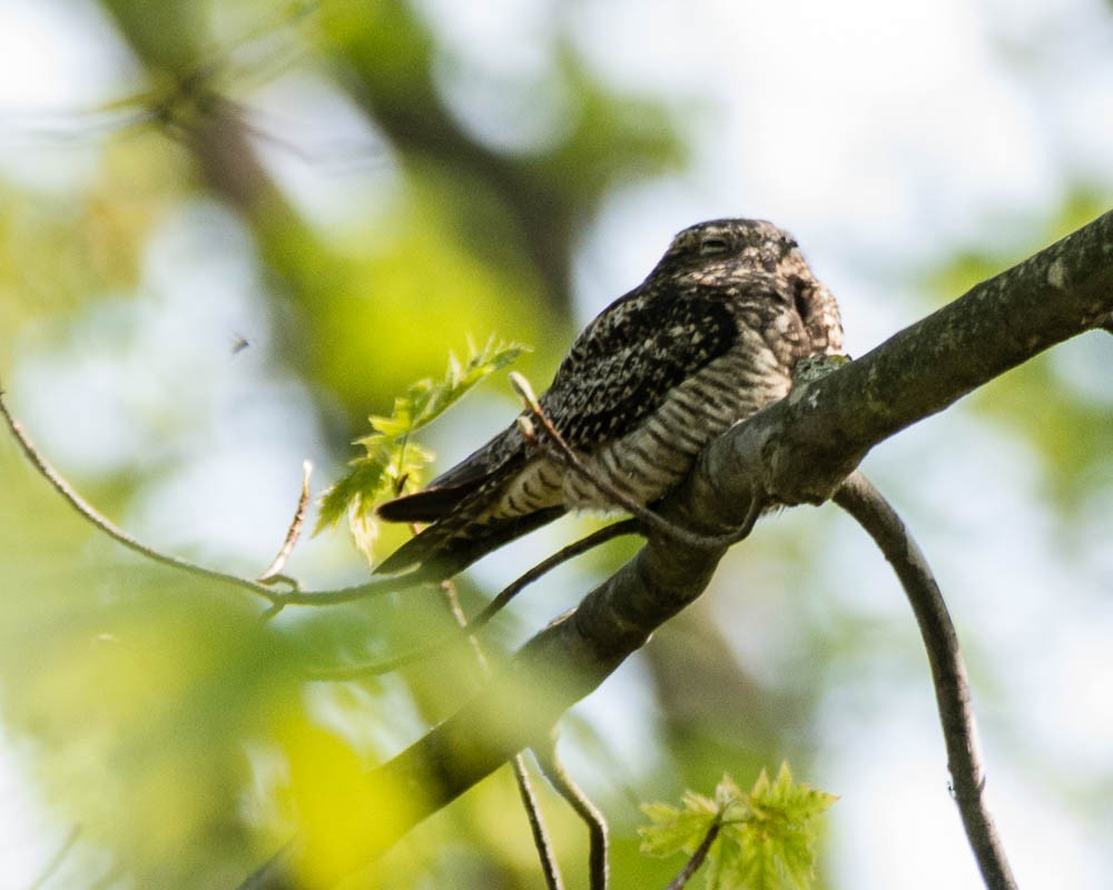 Common Nighthawk - JW  Mills