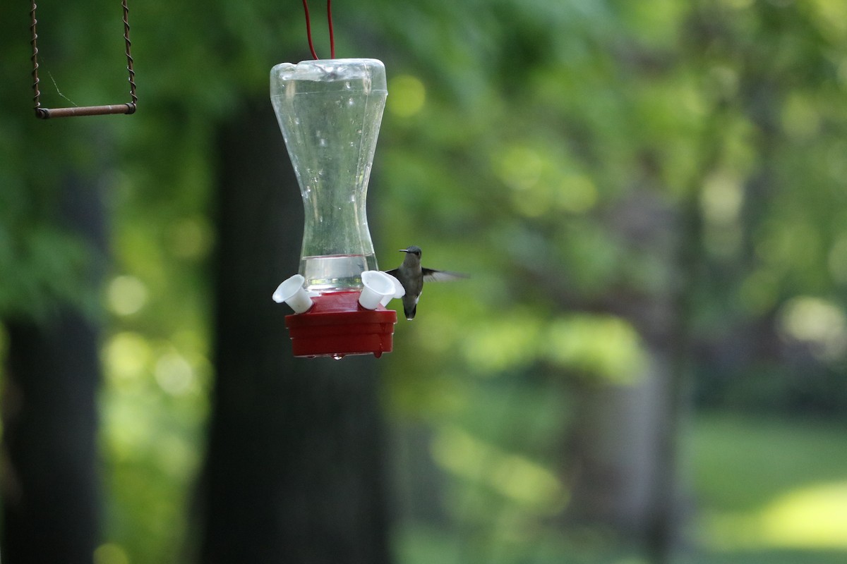 Ruby-throated Hummingbird - Madison Crissinger