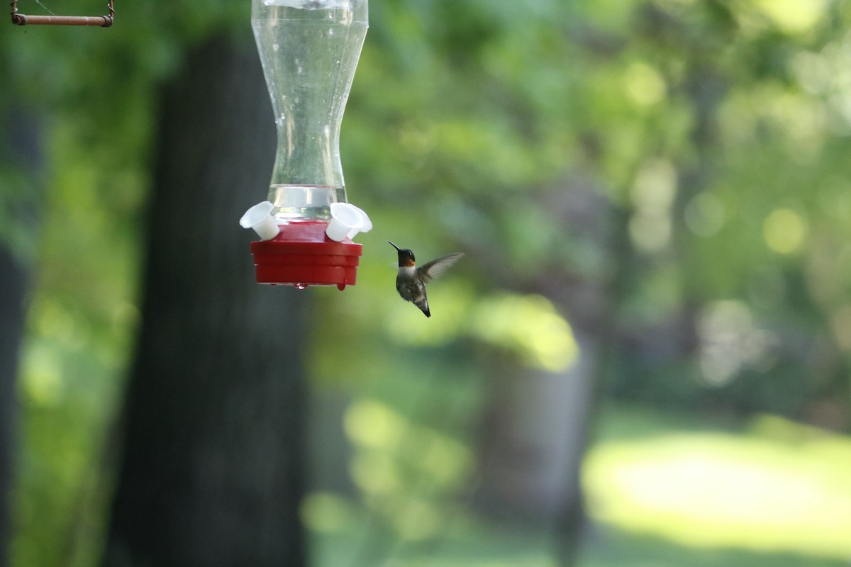 Ruby-throated Hummingbird - Madison Crissinger