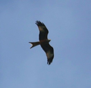 Red Kite - ML619131014