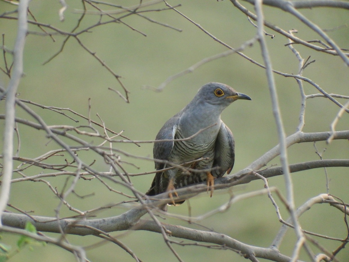 Common Hawk-Cuckoo - ML619131016