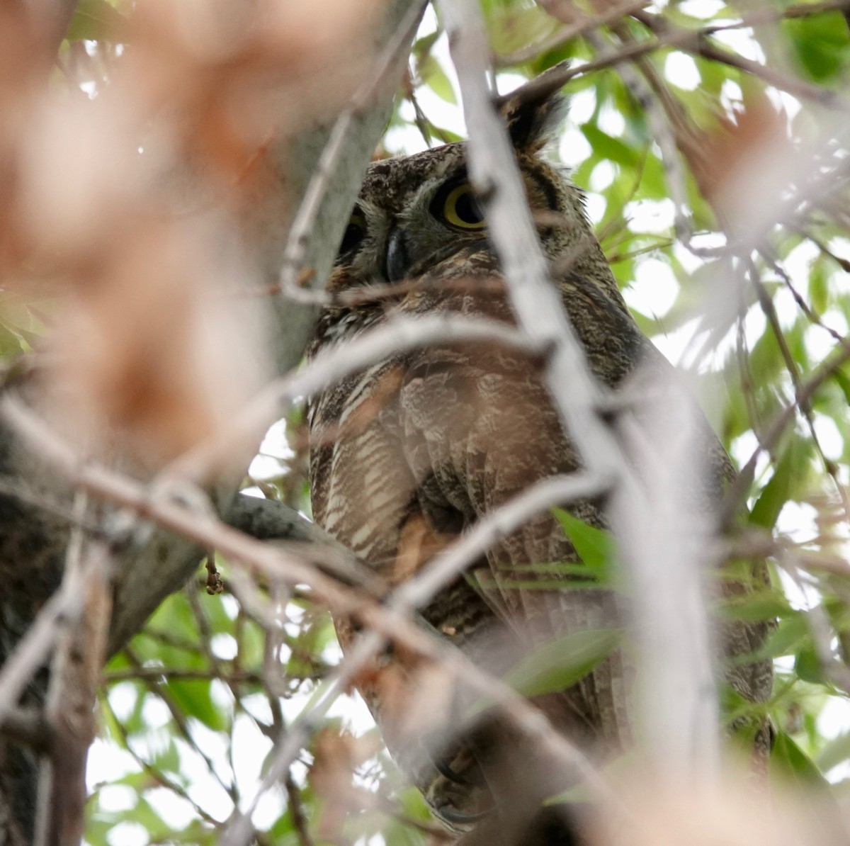 Great Horned Owl - allison shock