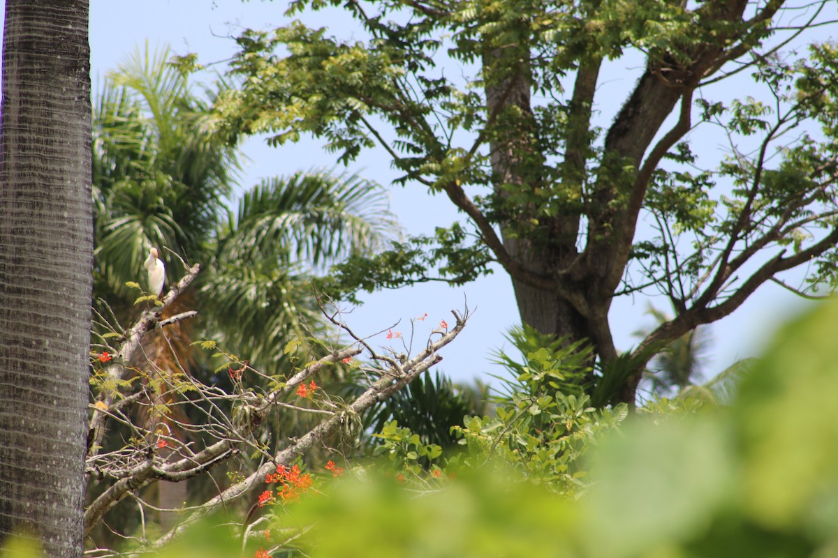 Western Cattle Egret - ML619131036