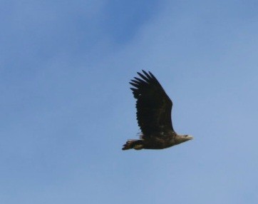 White-tailed Eagle - ML619131038