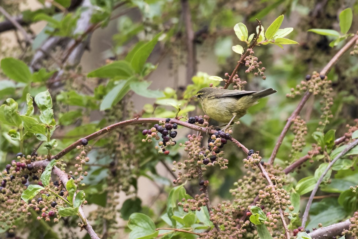 Tickell's Leaf Warbler - Ramesh Shenai