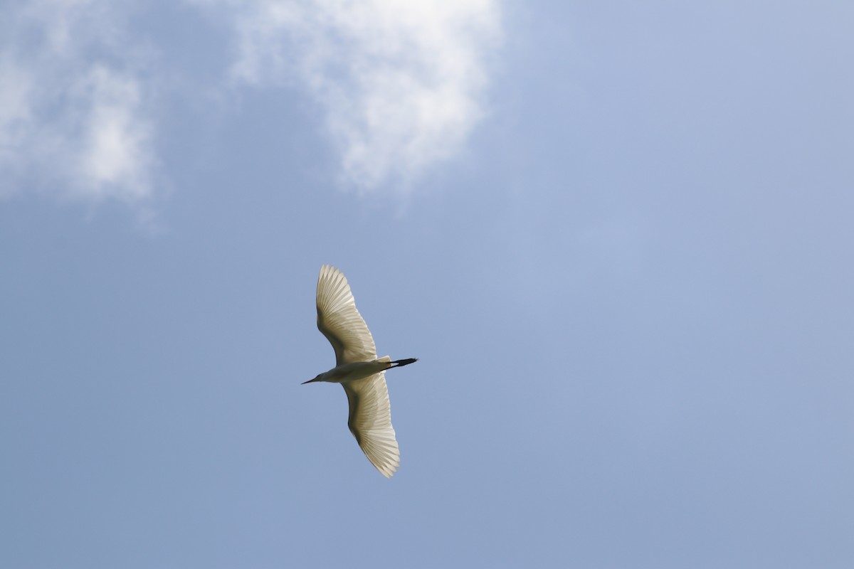 Western Cattle Egret - ML619131051