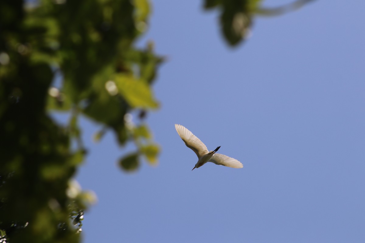 Western Cattle Egret - ML619131055