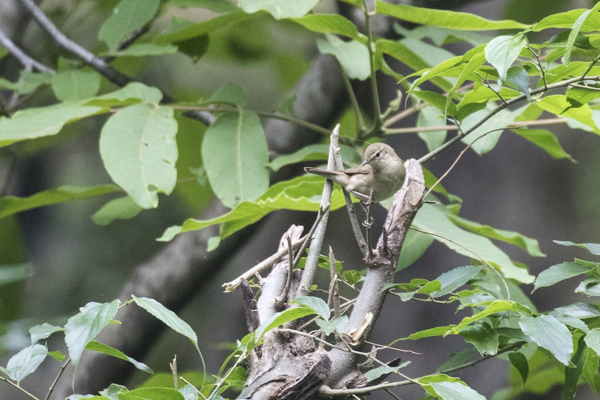 Blyth's Reed Warbler - Ramesh Shenai