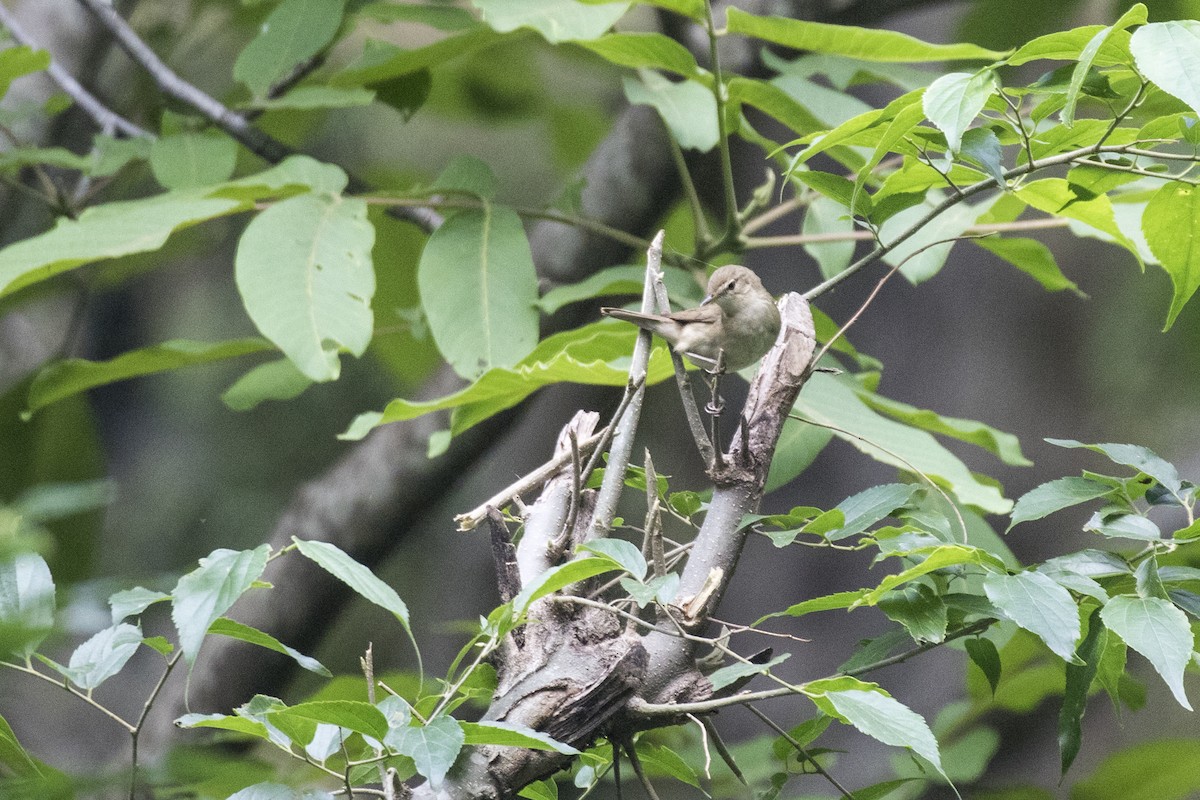 Blyth's Reed Warbler - Ramesh Shenai