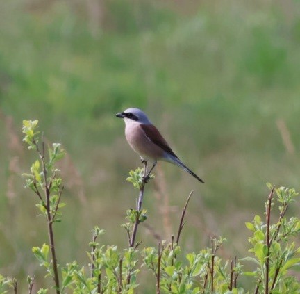 Red-backed Shrike - ML619131060