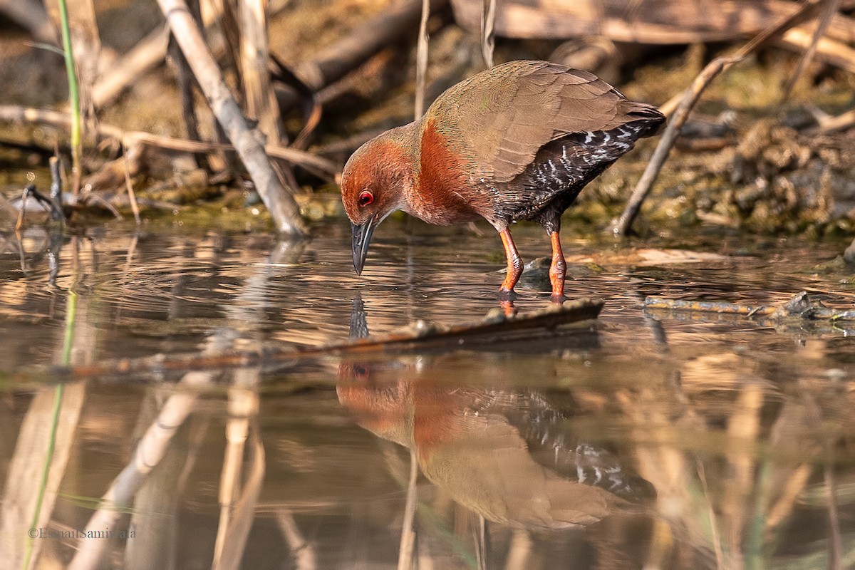 Ruddy-breasted Crake - ML619131071