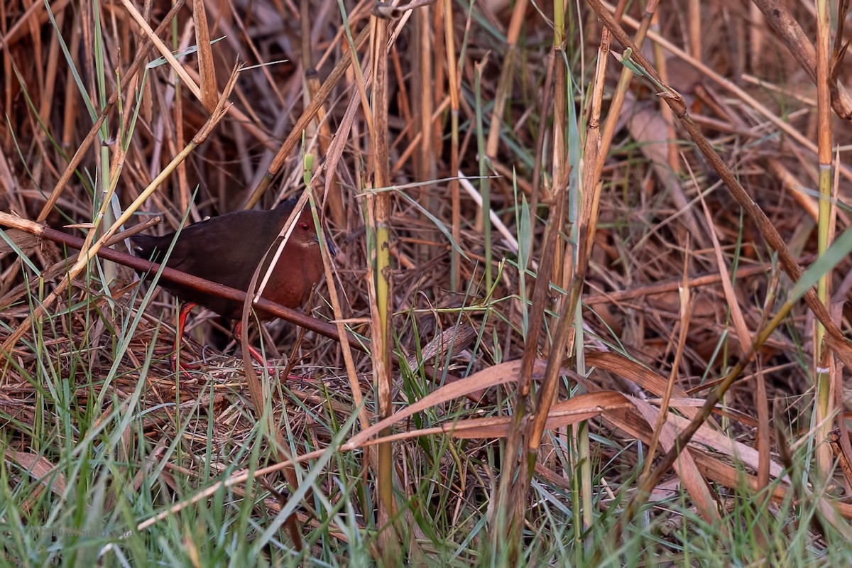 Ruddy-breasted Crake - ML619131072