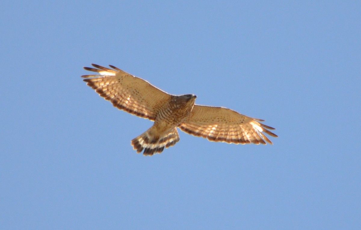 Broad-winged Hawk - ML619131081