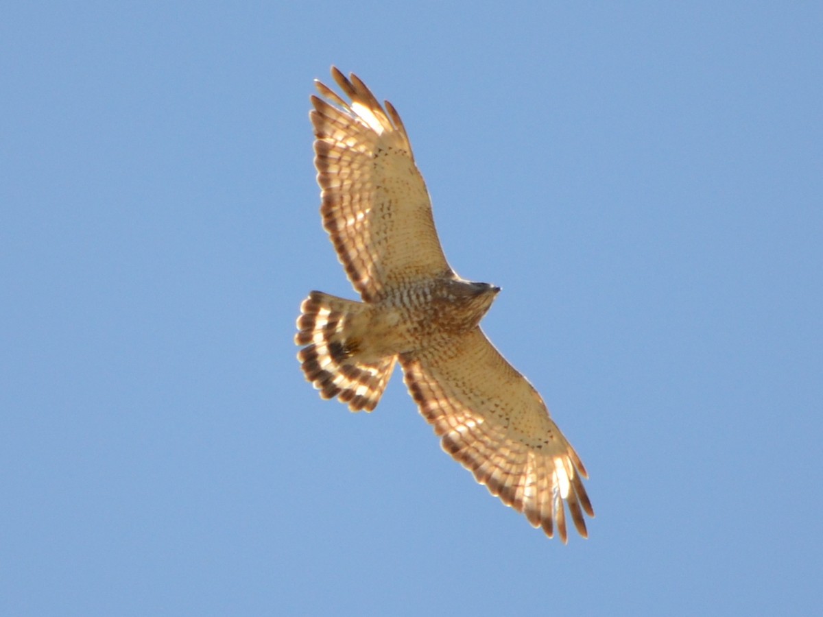 Broad-winged Hawk - ML619131082