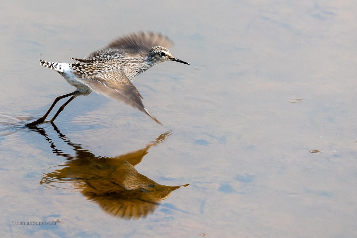 Pacific Golden-Plover - ML619131089