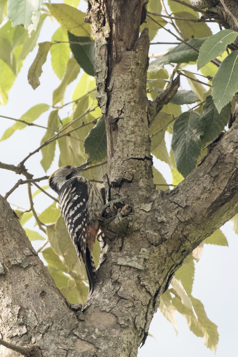Brown-fronted Woodpecker - Ramesh Shenai