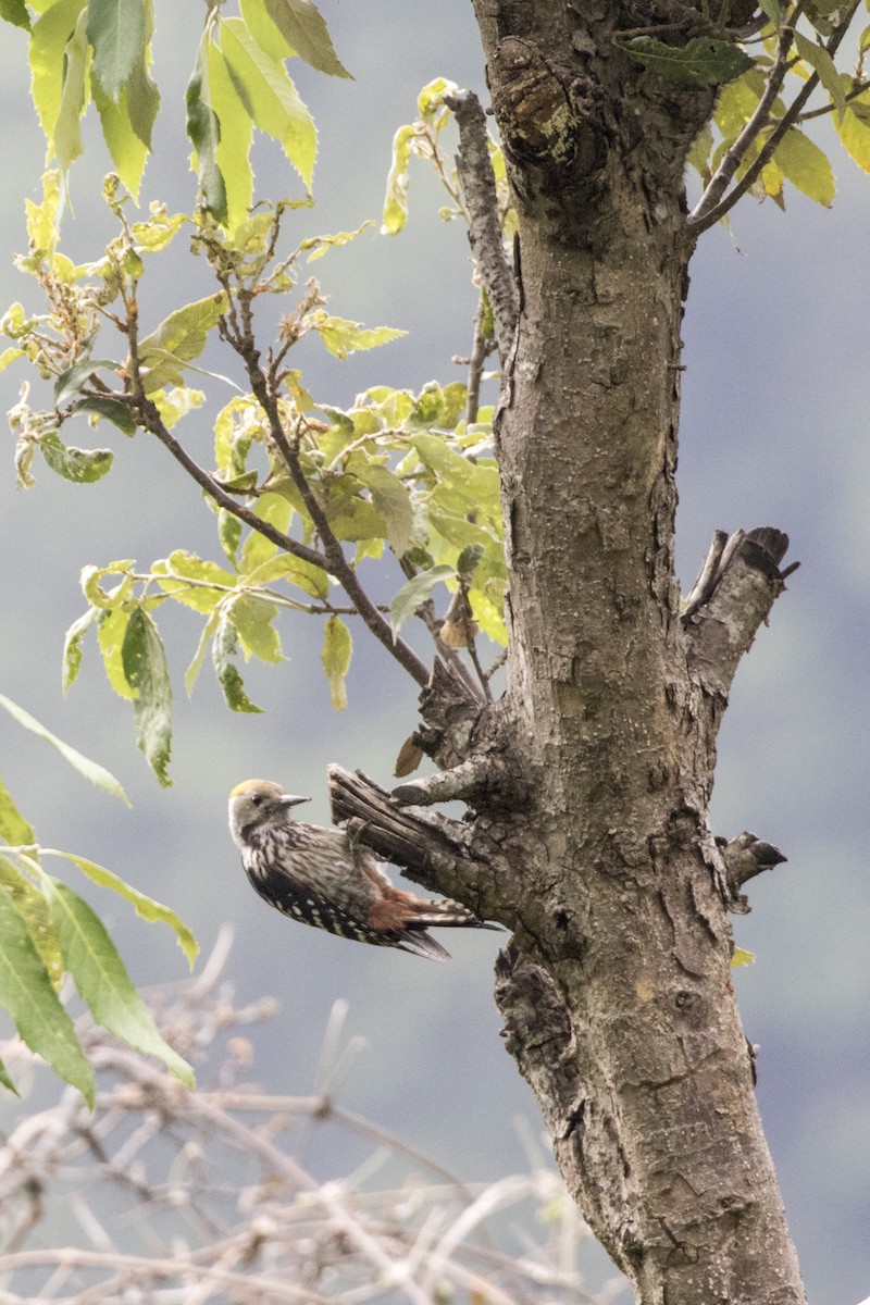 Brown-fronted Woodpecker - Ramesh Shenai