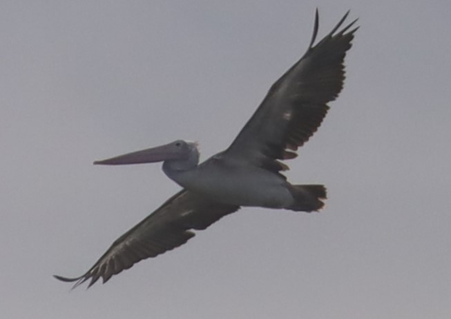 Spot-billed Pelican - Gautham Mohan