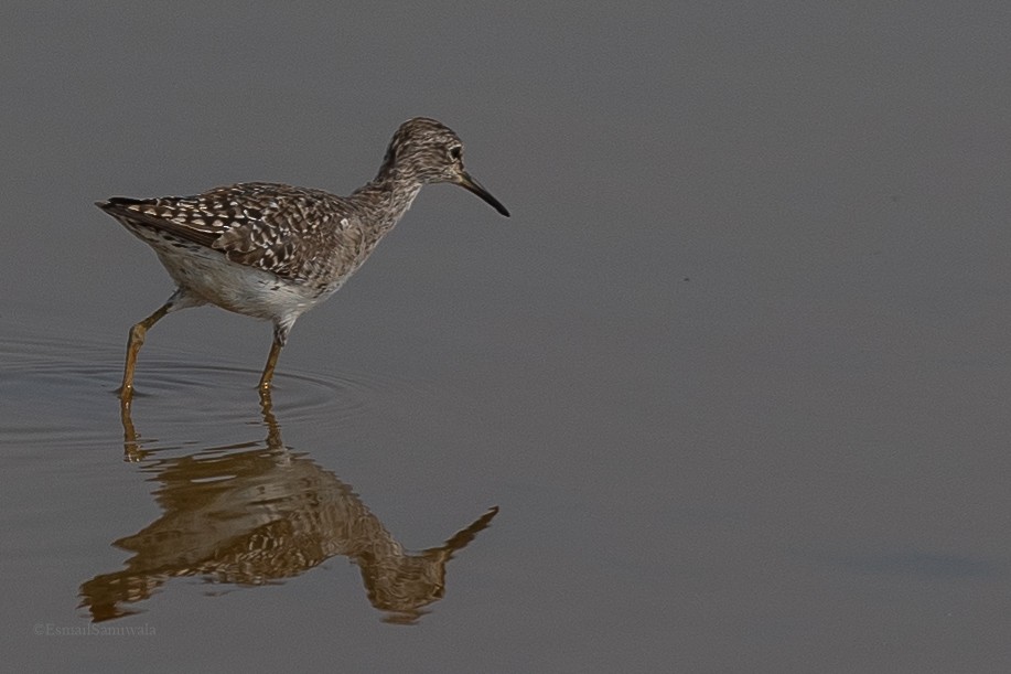 Bruchwasserläufer - ML619131104