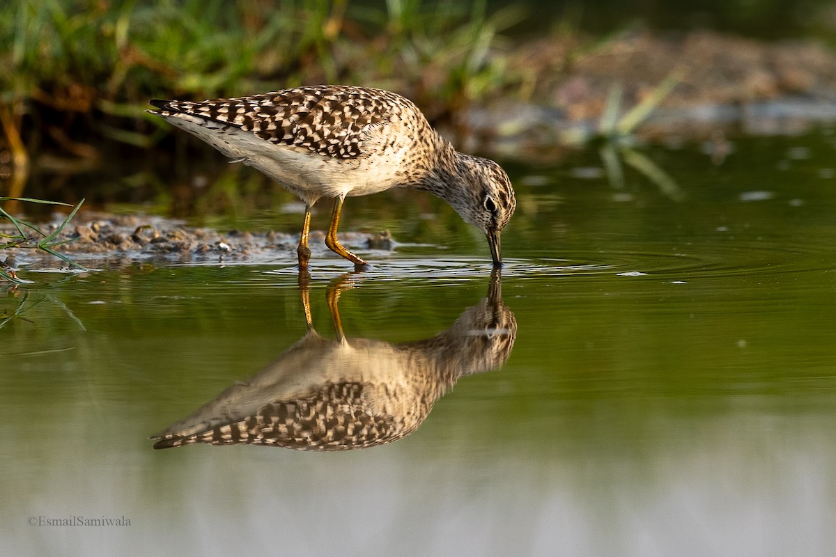 Bruchwasserläufer - ML619131106