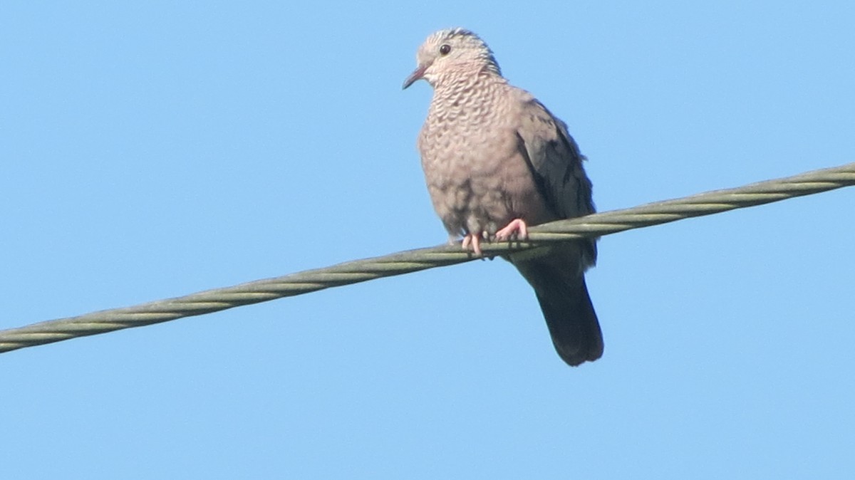 Common Ground Dove - ML619131107