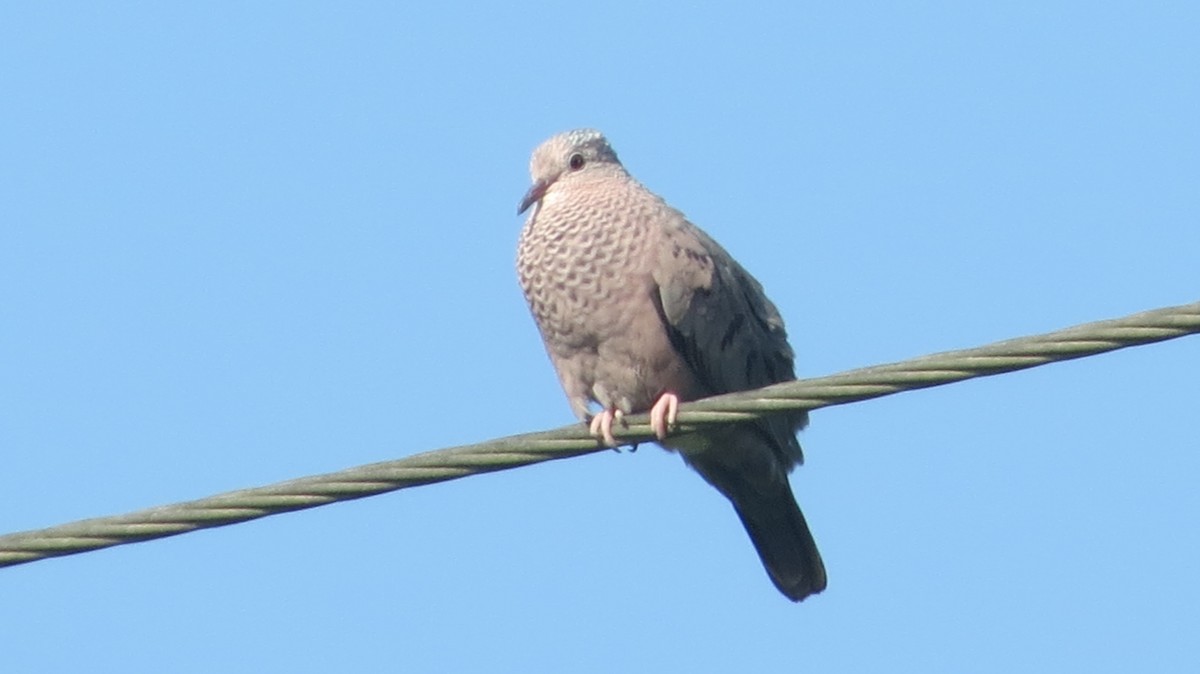 Common Ground Dove - ML619131110