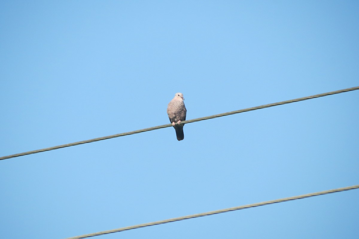 Common Ground Dove - ML619131111