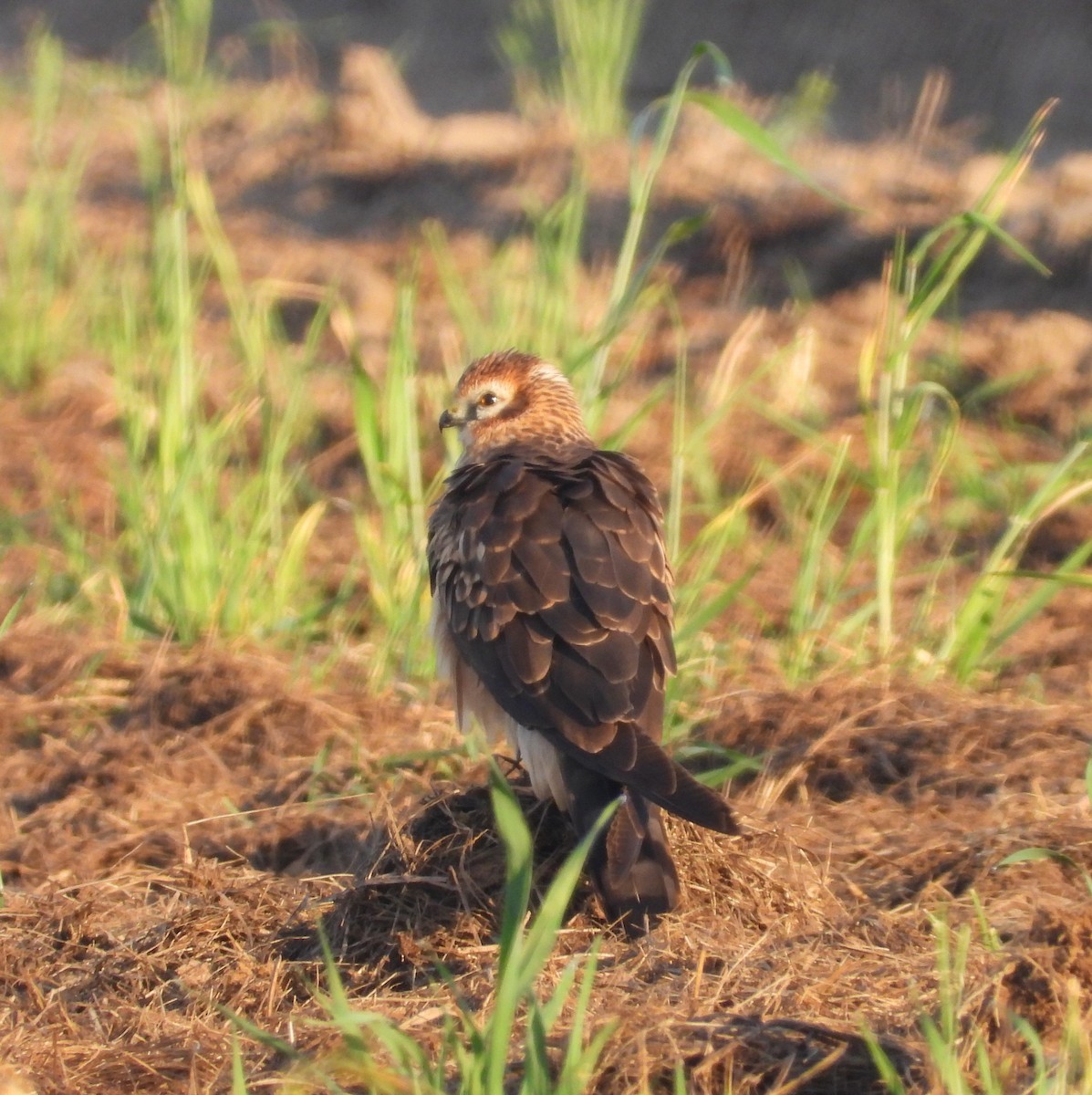 Montagu's Harrier - Adam Wilczek