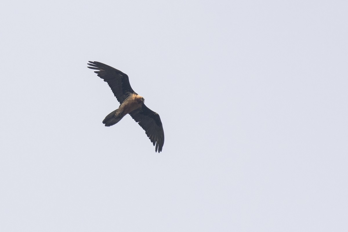 Bearded Vulture - Ramesh Shenai