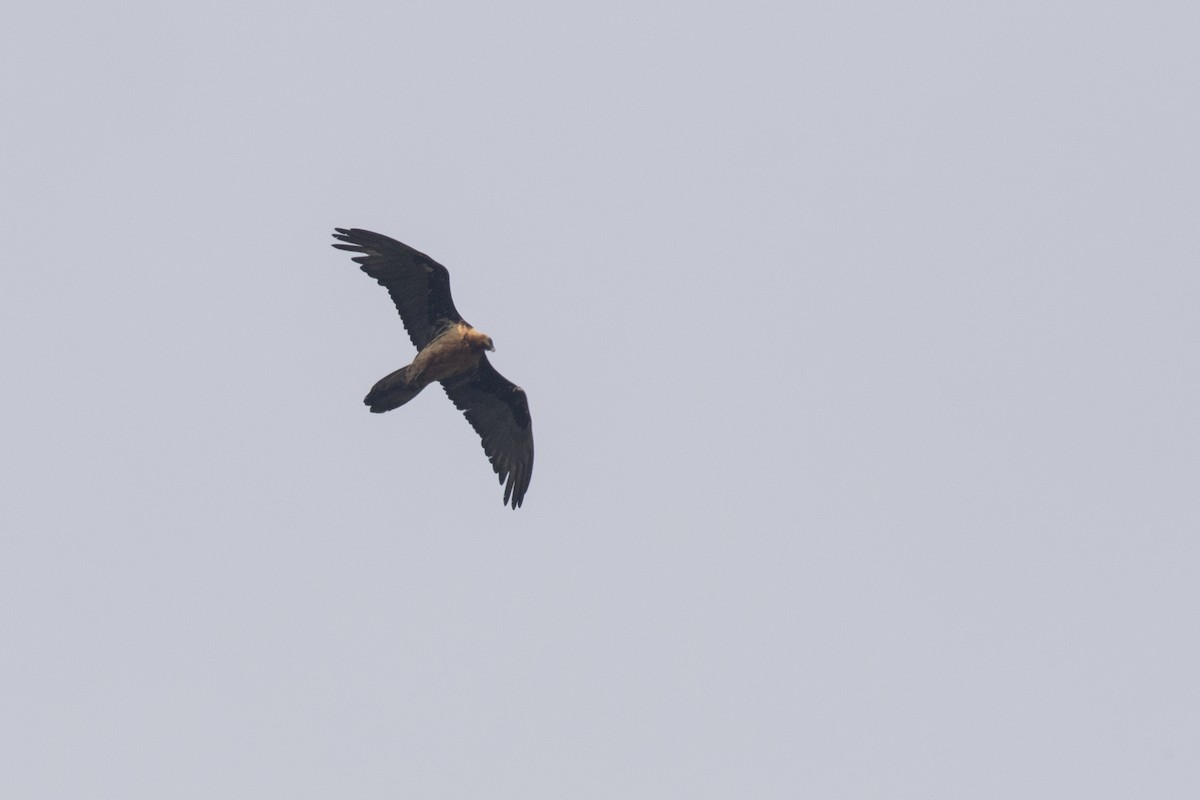 Bearded Vulture - Ramesh Shenai