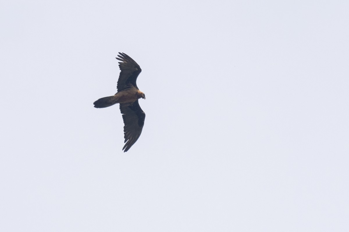 Bearded Vulture - Ramesh Shenai