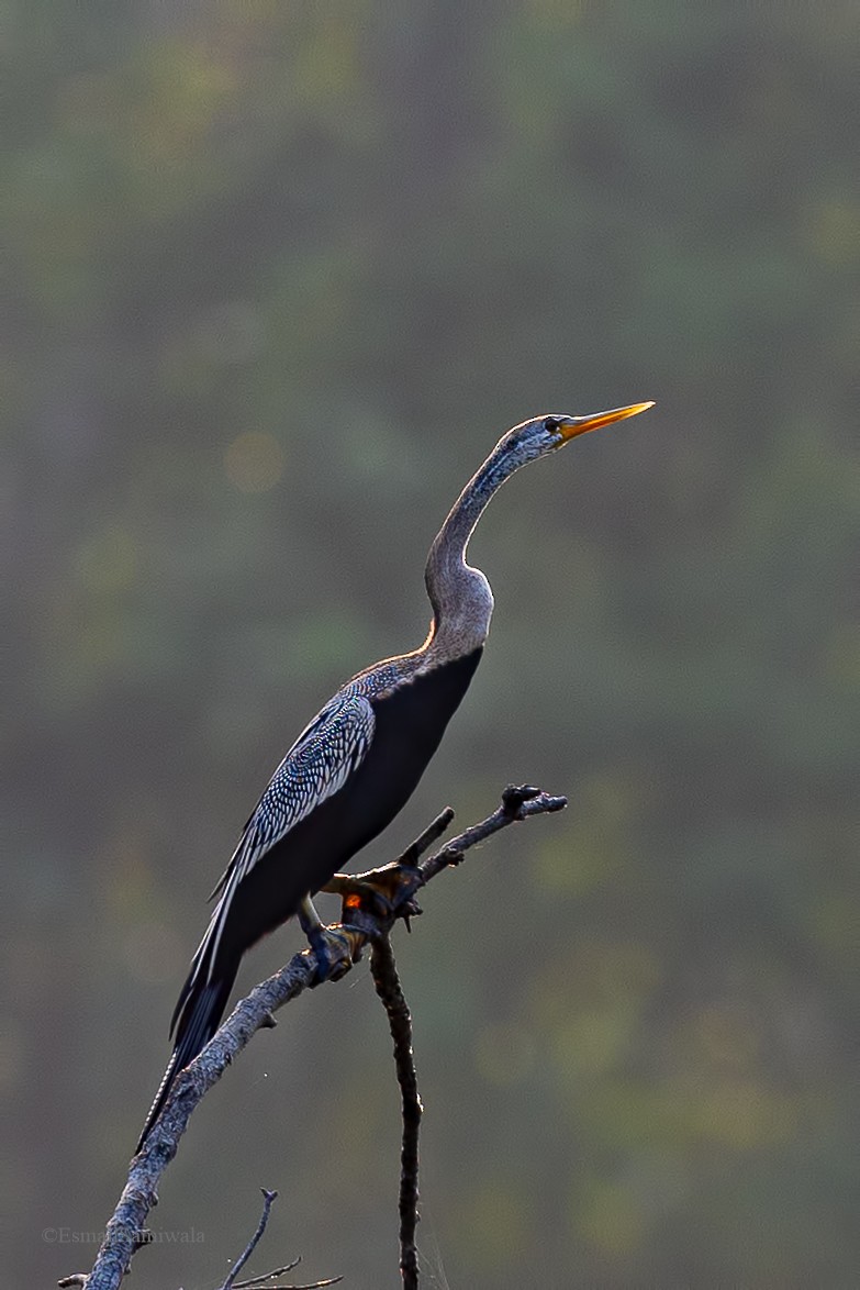 Oriental Darter - Esmail Samiwala