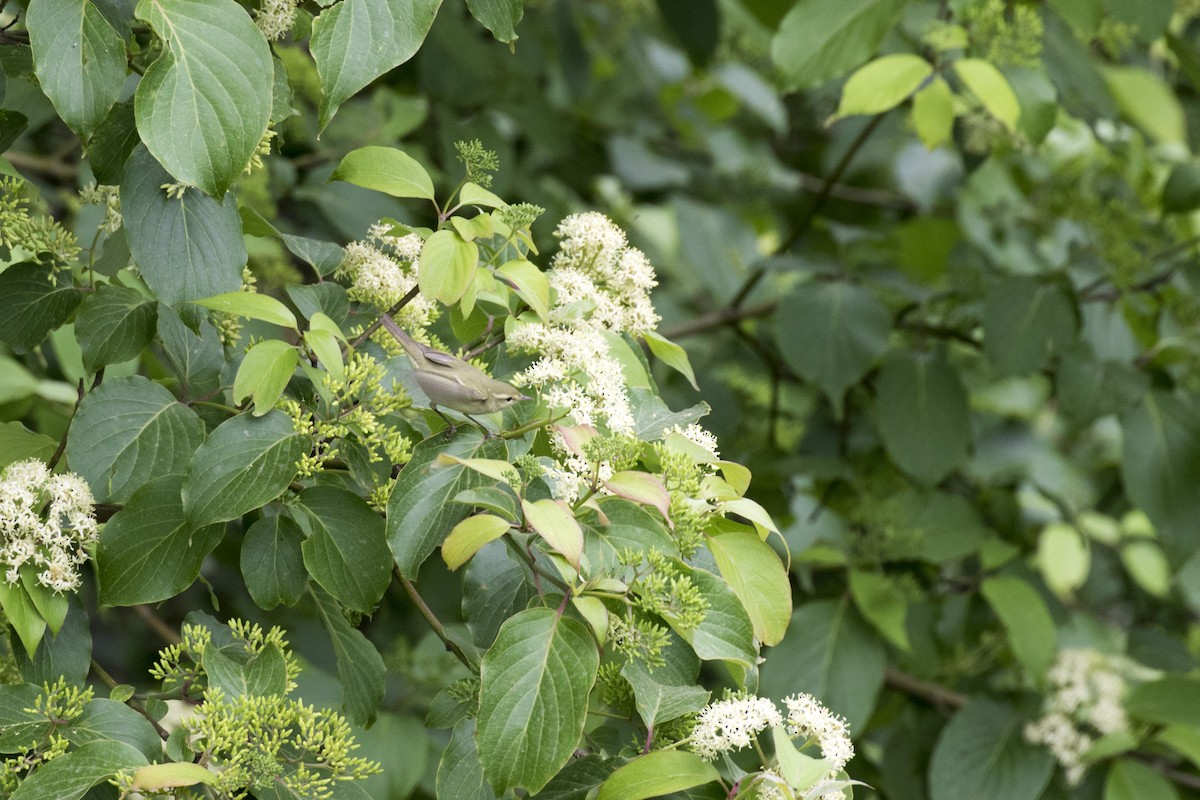 Greenish Warbler - Ramesh Shenai