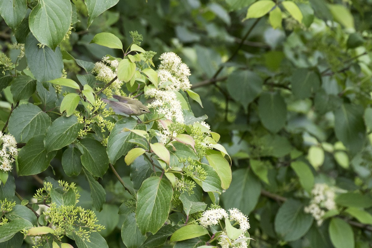 Greenish Warbler - Ramesh Shenai