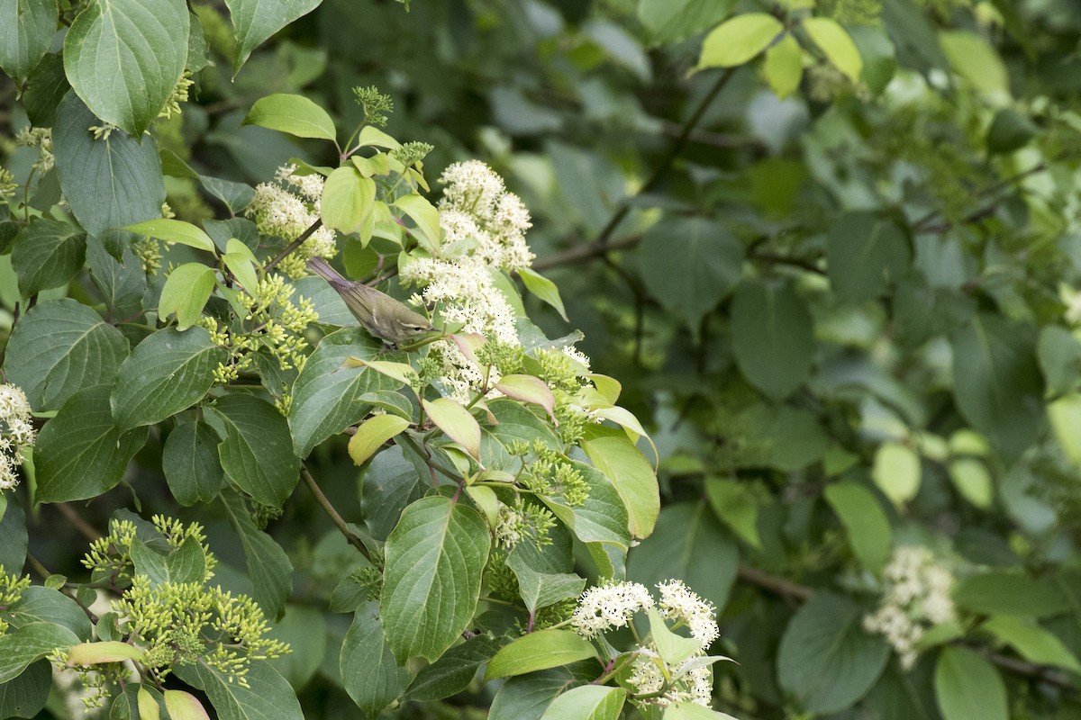 Greenish Warbler - Ramesh Shenai