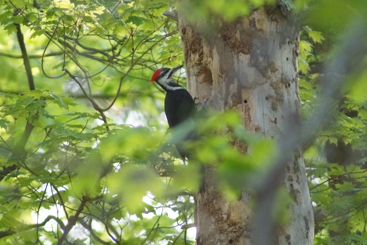 Pileated Woodpecker - Susie Berg