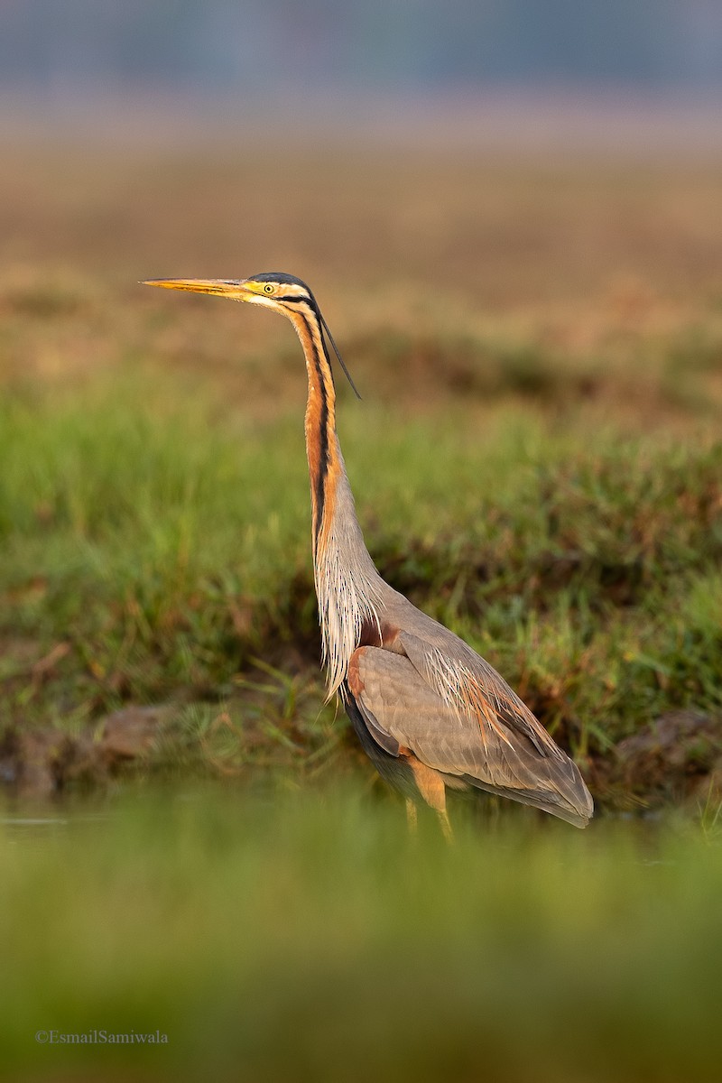 Purple Heron - Esmail Samiwala