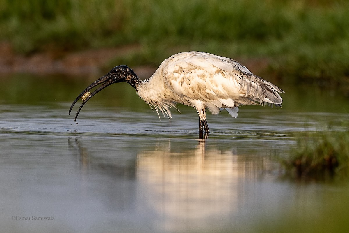 ibis černohlavý - ML619131164