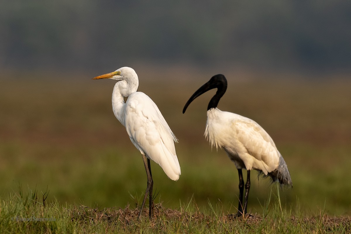 ibis černohlavý - ML619131165