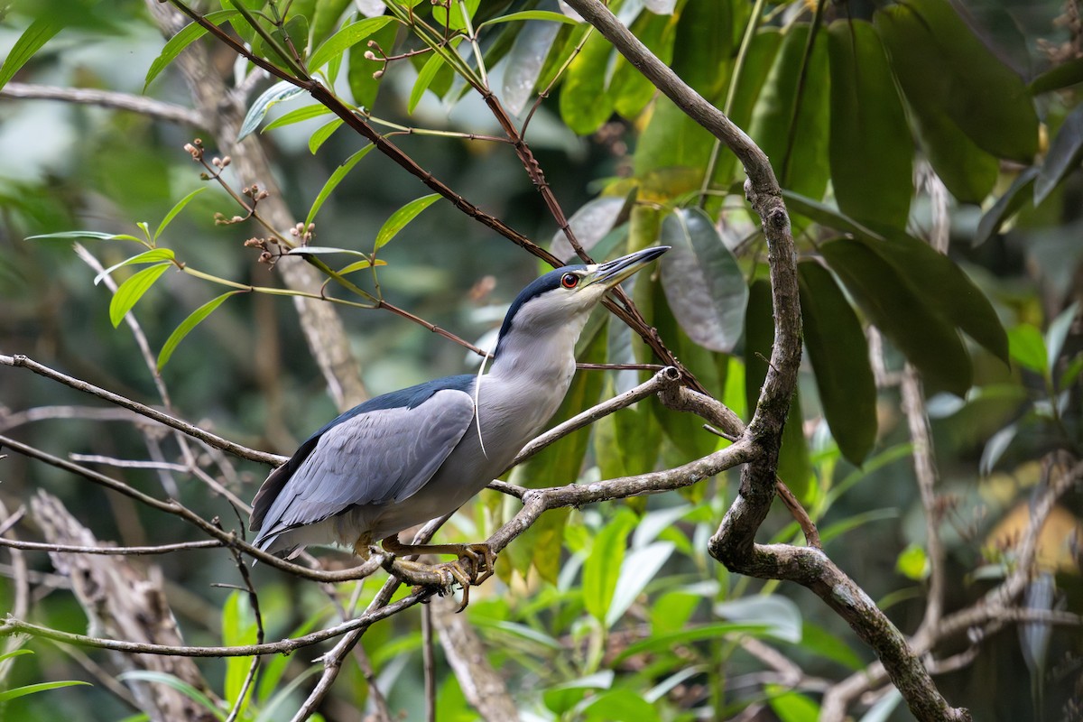 Black-crowned Night Heron - Fabio Guedes